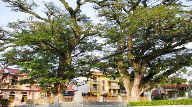  Hai cây lim chứng tích về chiến thắng Bạch Đằng